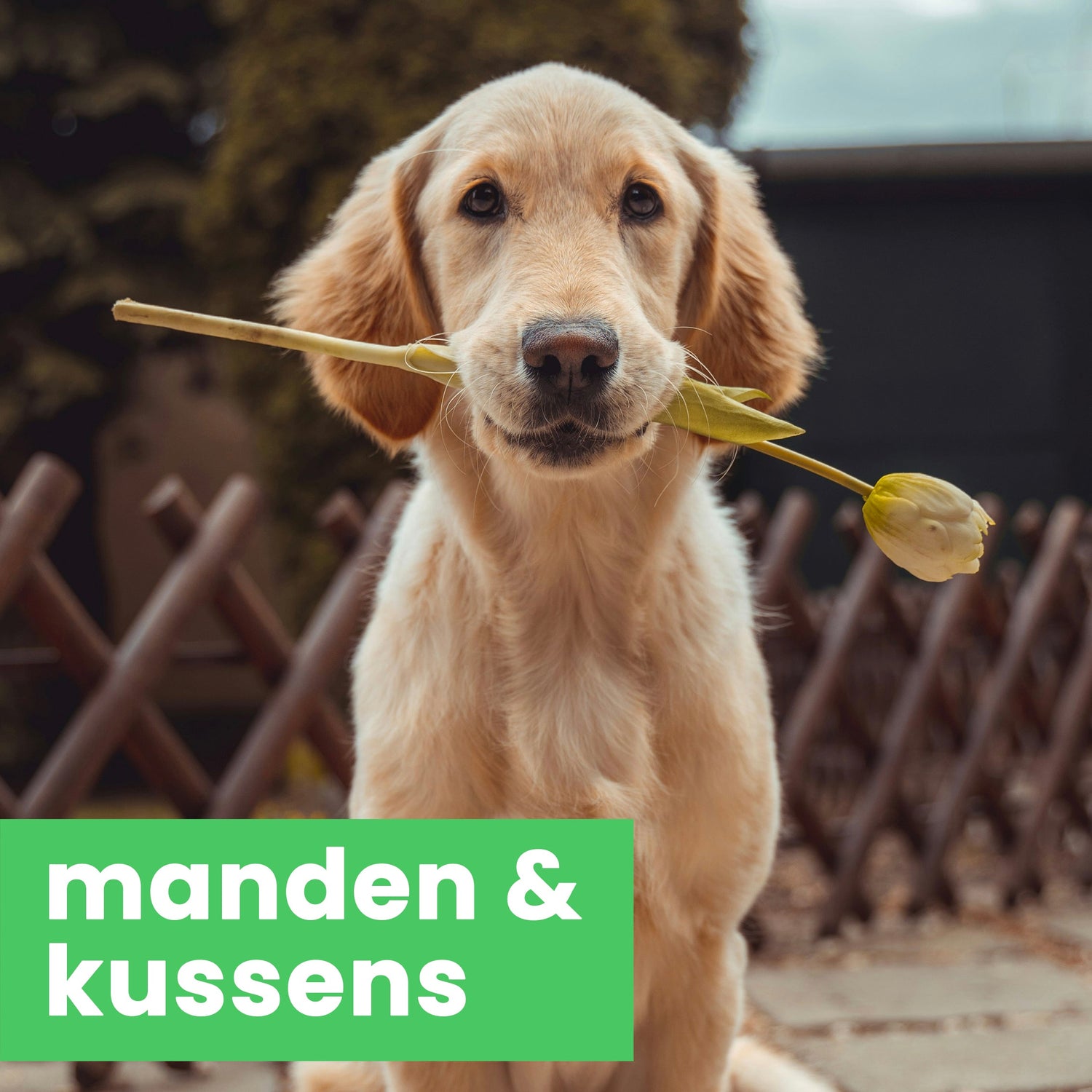 Manden & kussens