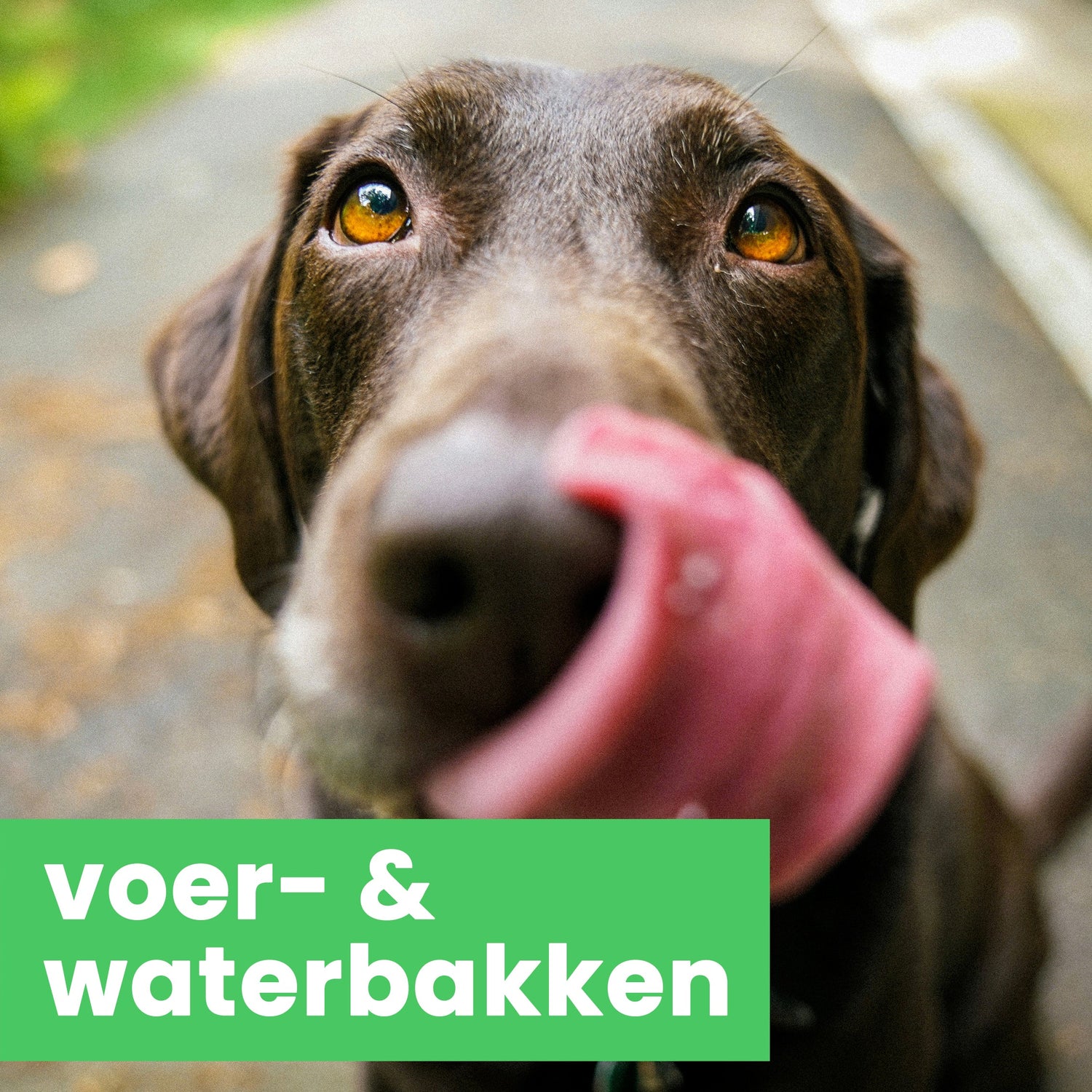 Voer & waterbakken