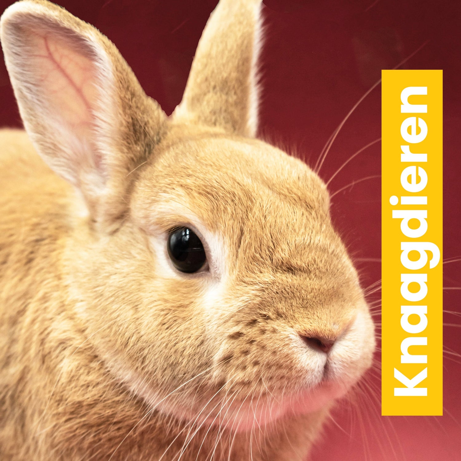 Knaagdieren
