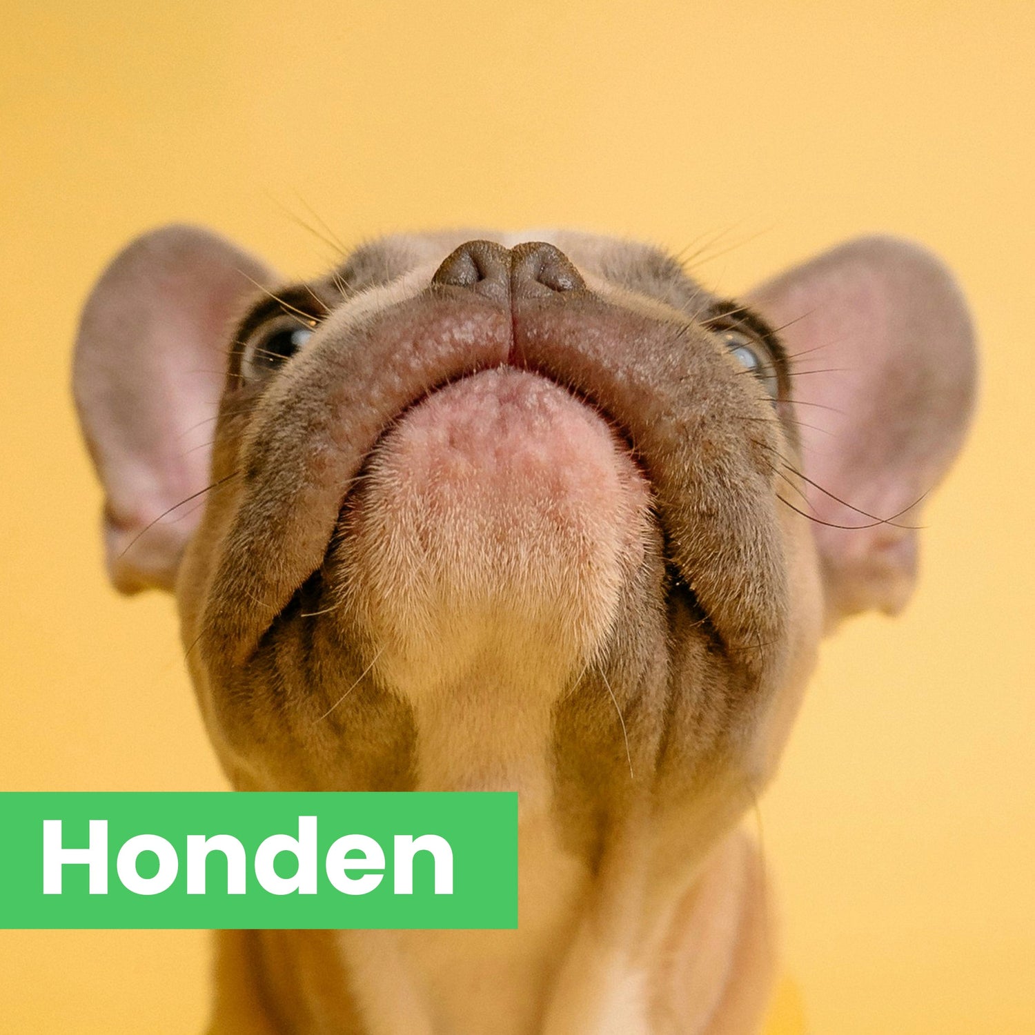 Honden