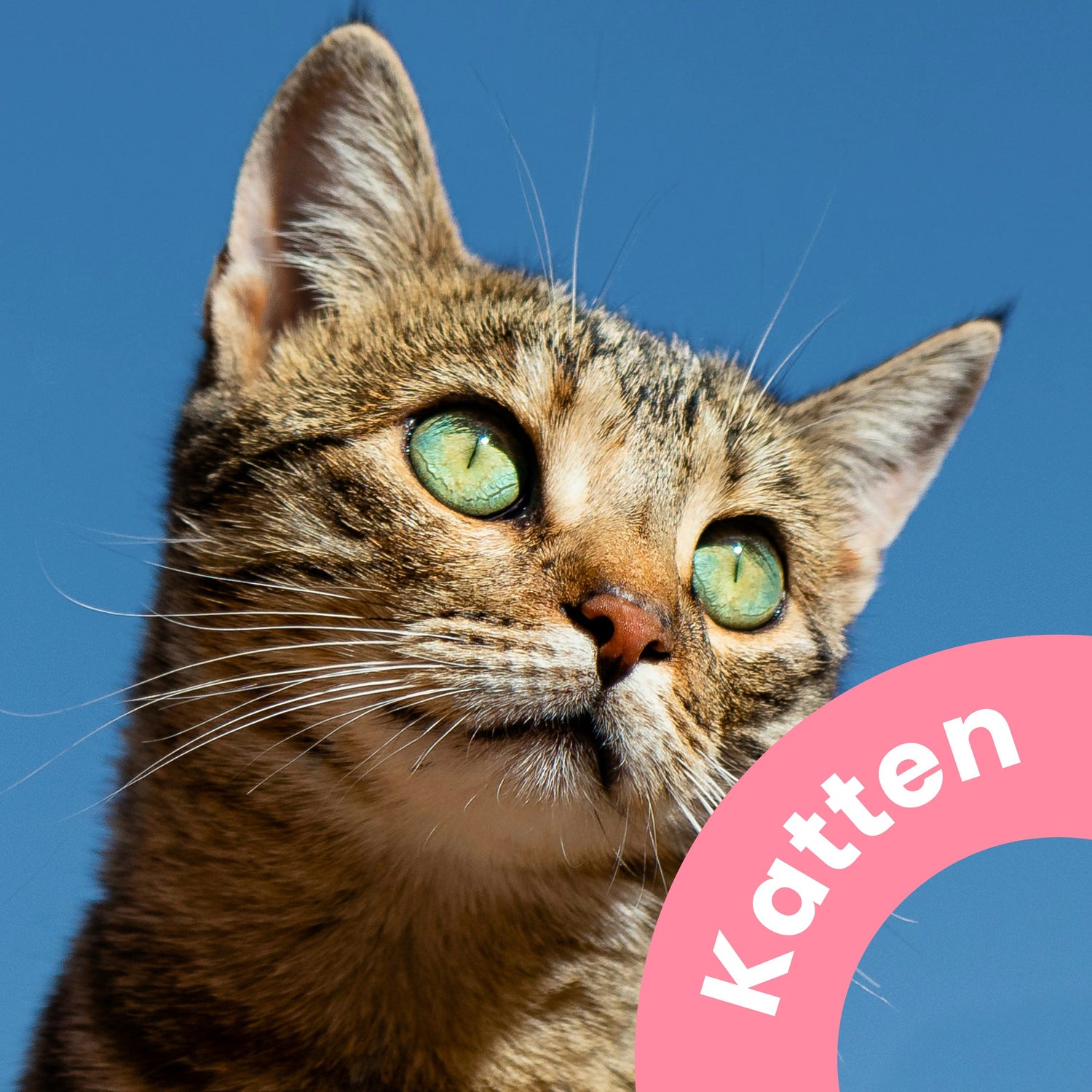 Katten