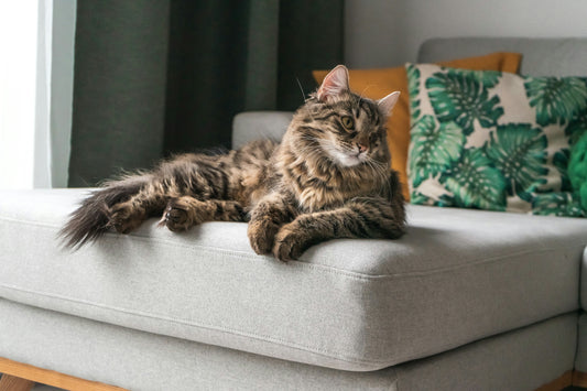 Waarom Katten Geweldige Huisdieren Zijn: Een Diepgaande Kijk
