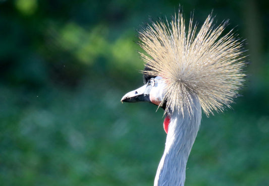 Kraanvogel zorgt voor korte hinder op A2 bij Breukelen