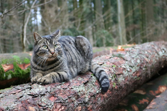 Katten en hun Wilde Roots: Een Natuurlijke Verbinding
