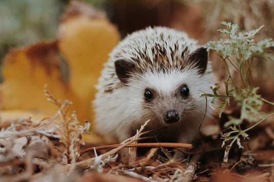 Help de Egel Deze Herfst – Tips voor een Veilige Overwintering