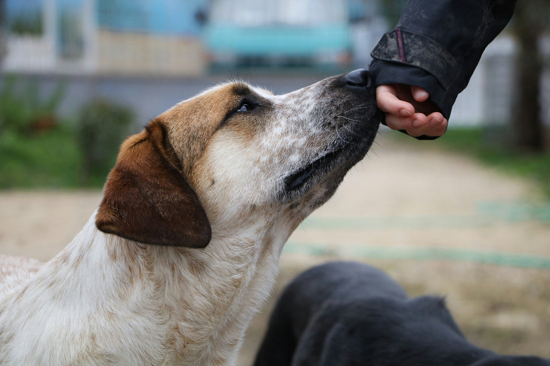 Waarom zijn honden onze trouwe viervoeter?