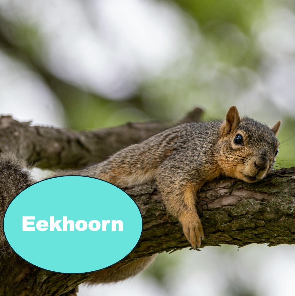 Eekhoorn