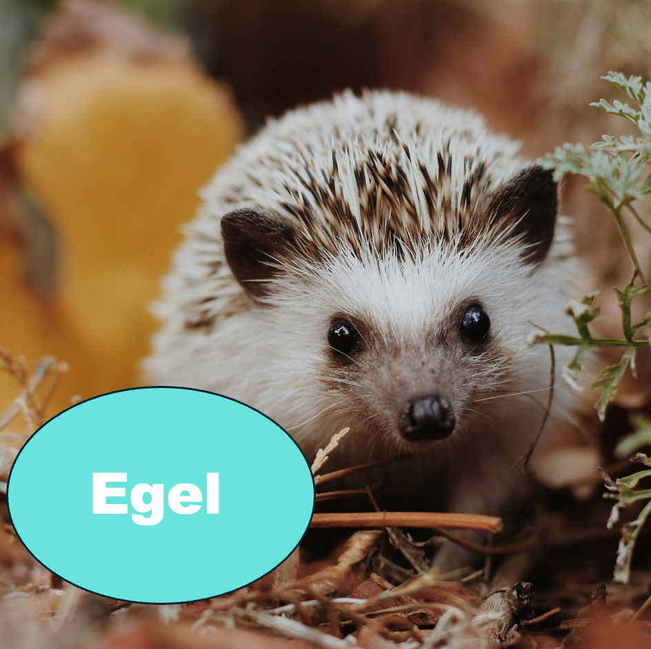 Egel