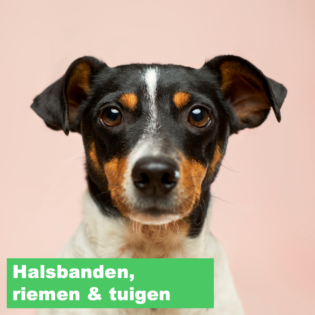 Halsbanden, riemen & tuigen