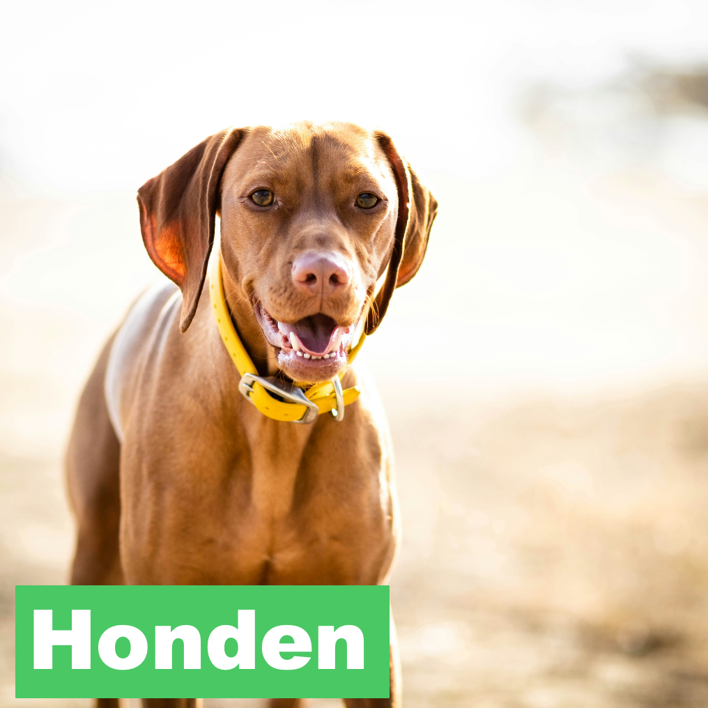 Honden