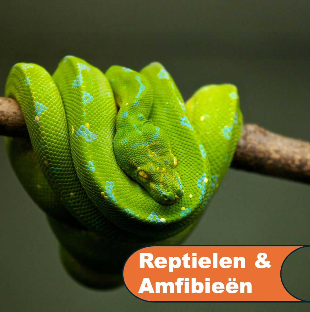 Reptielen en Amfibieën