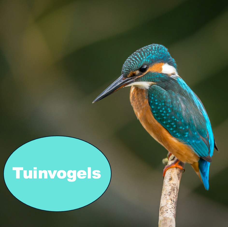 Tuinvogels