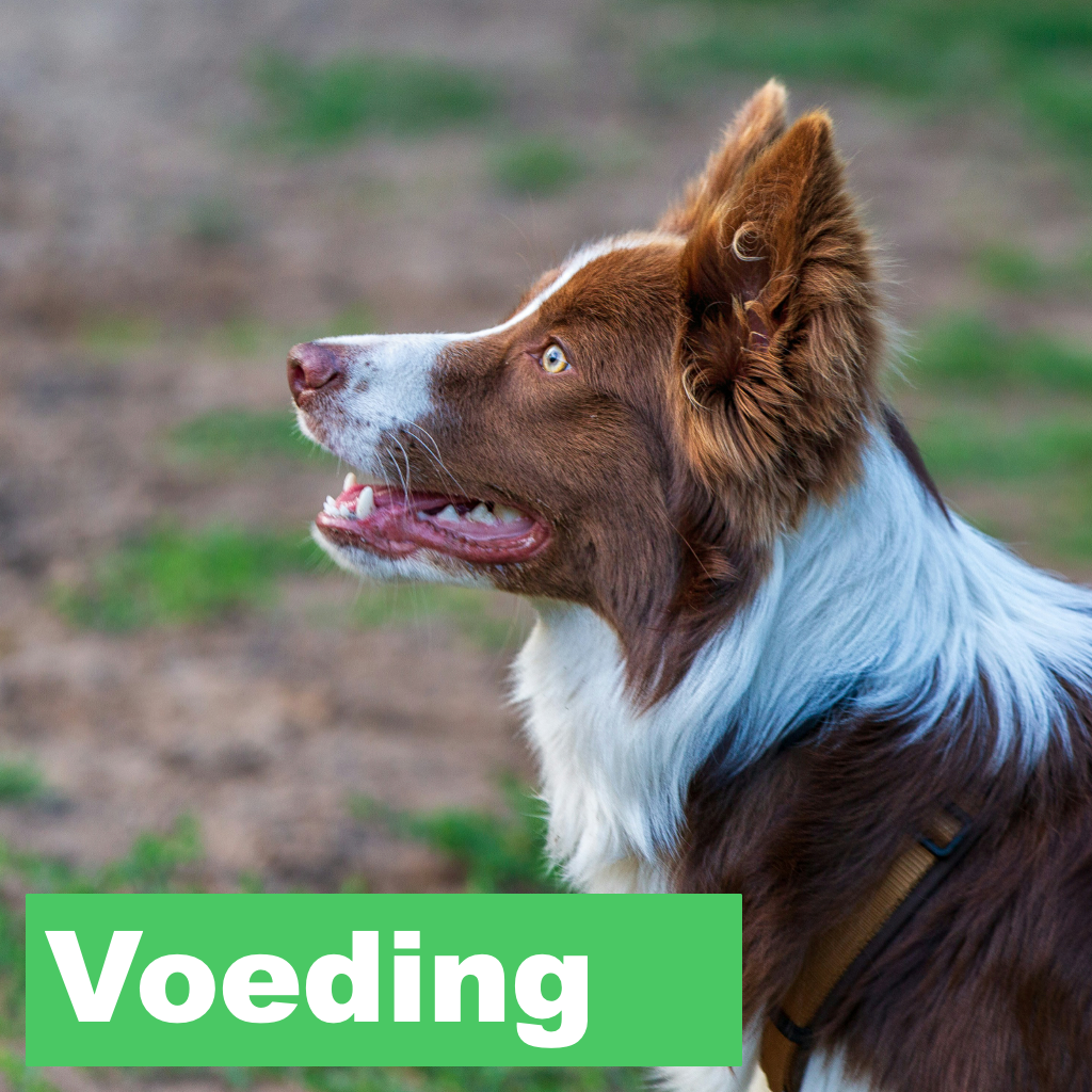 Voeding