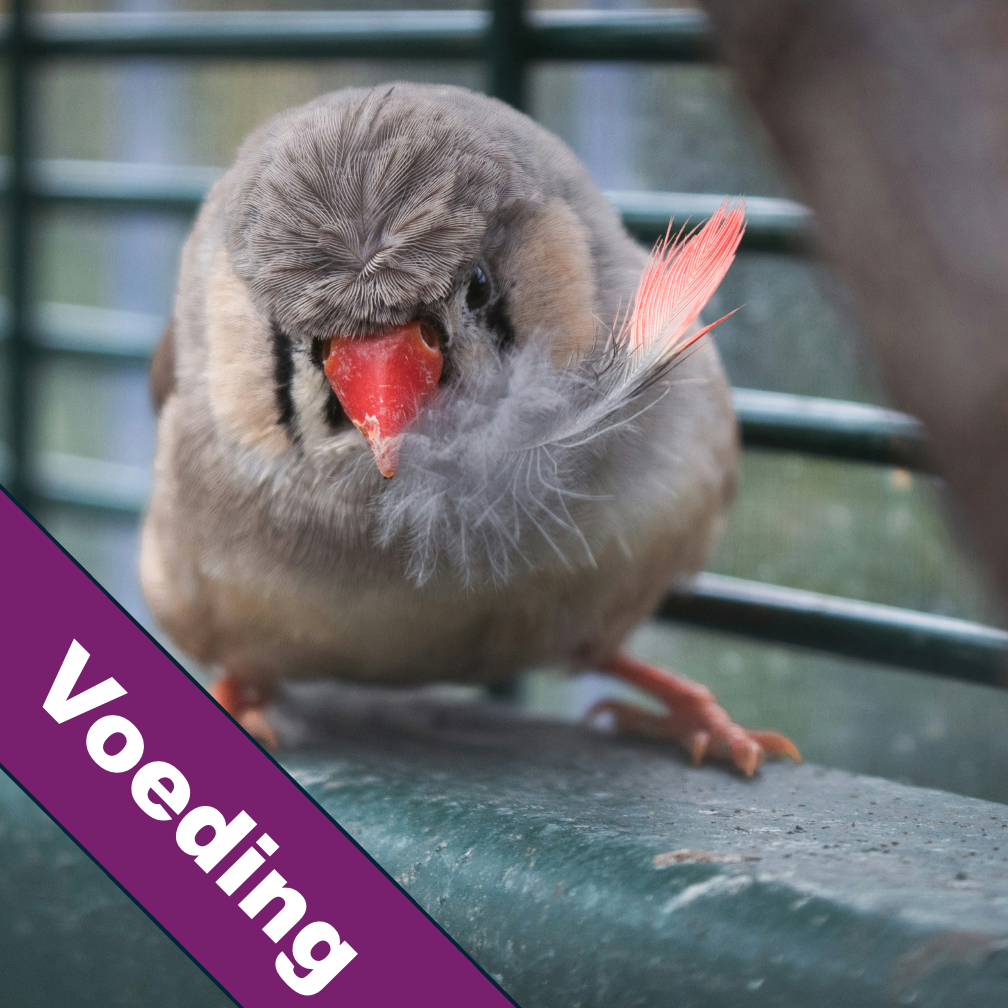 Voeding
