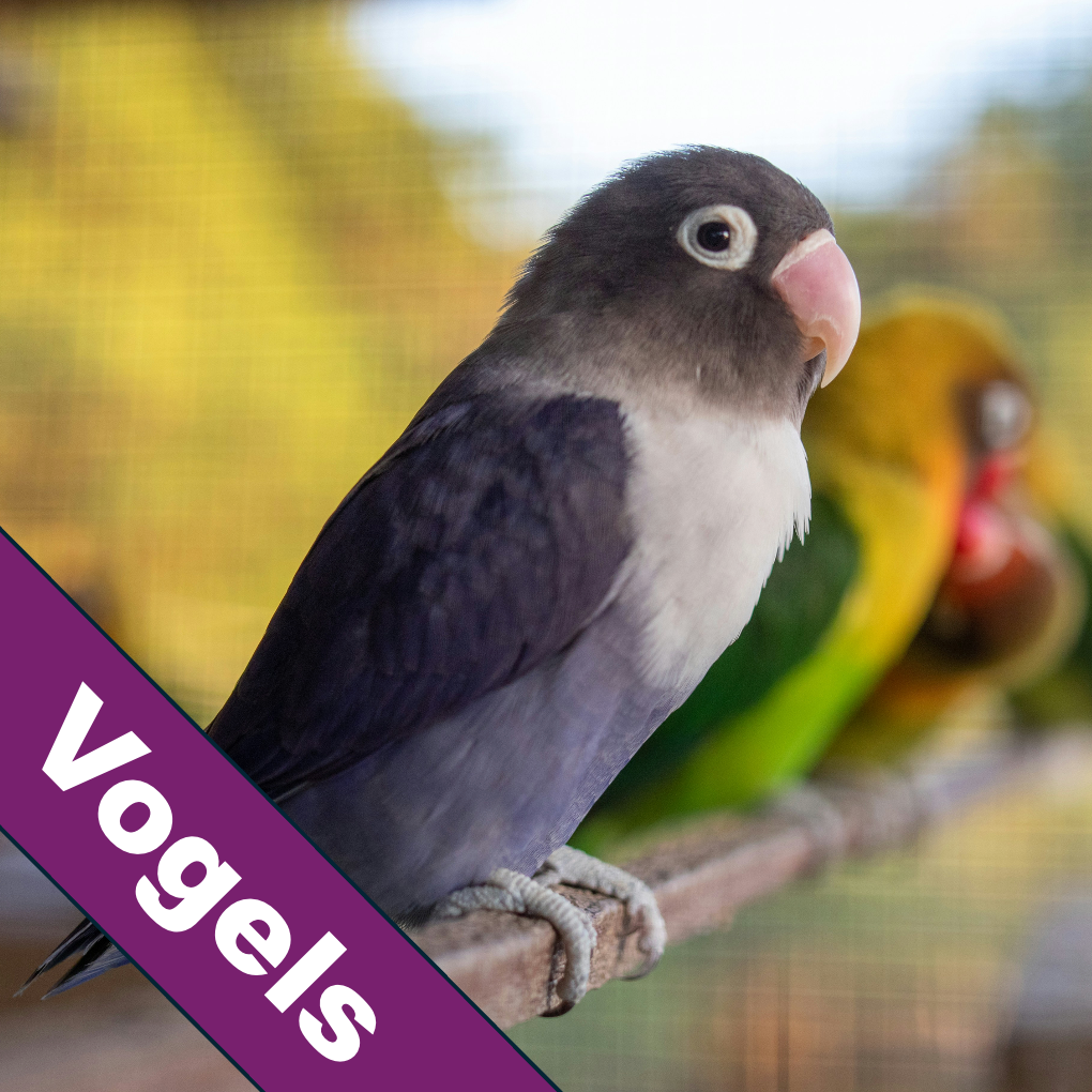 Vogels