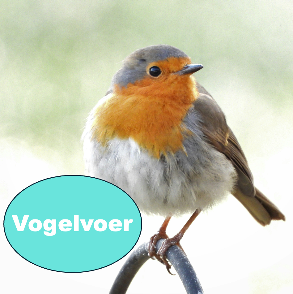 Vogelvoer