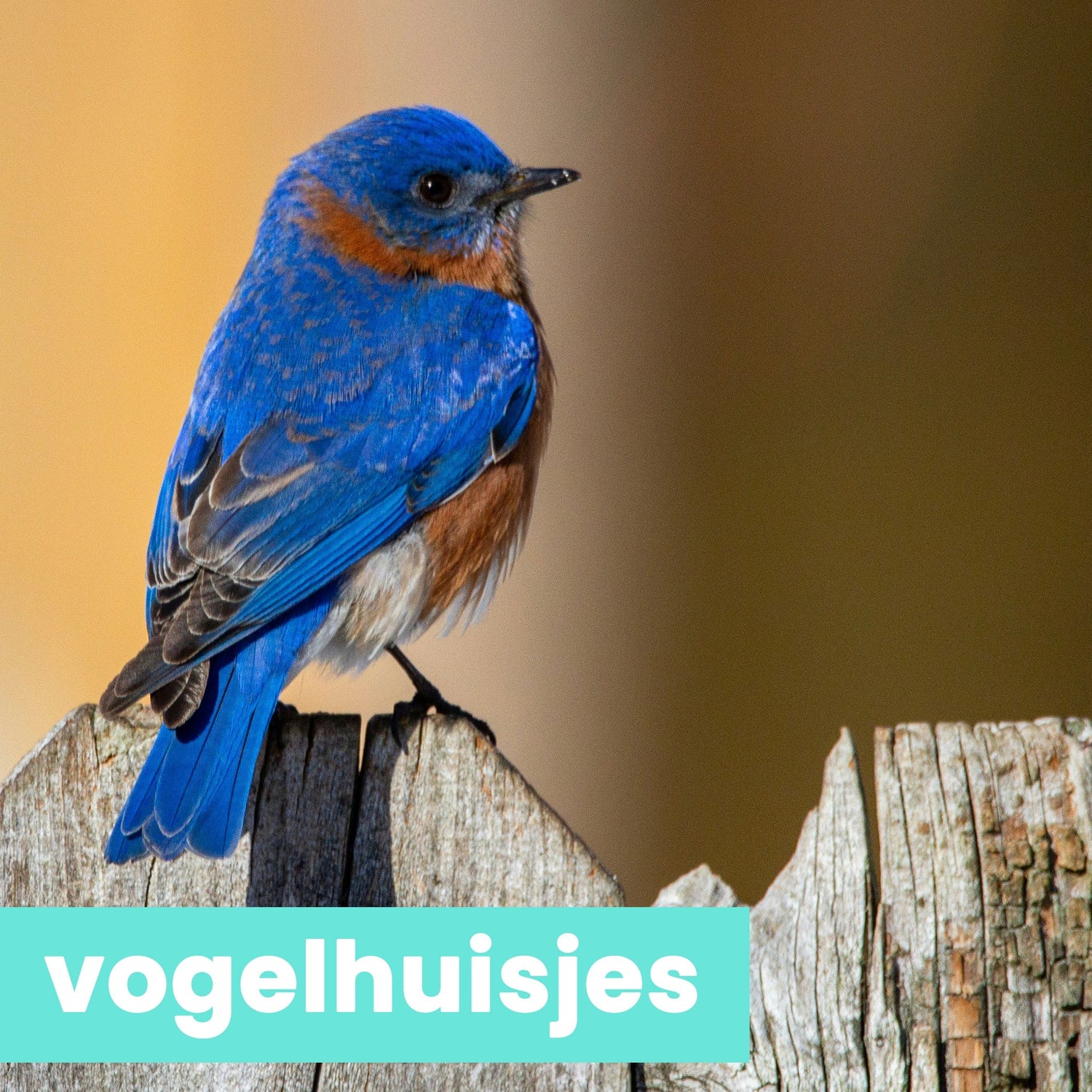 vogelhuisjes