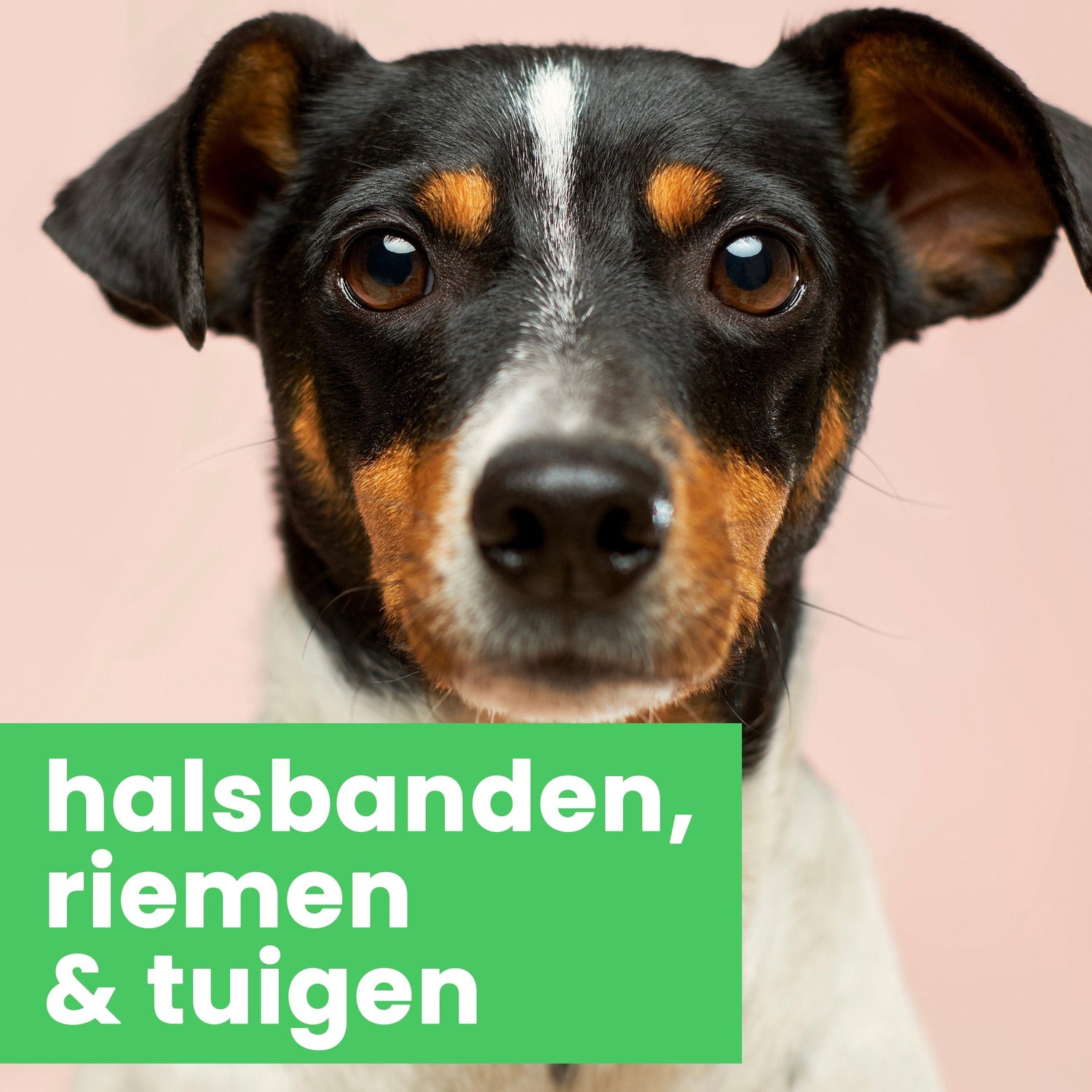 halsbanden, riemen & tuigen