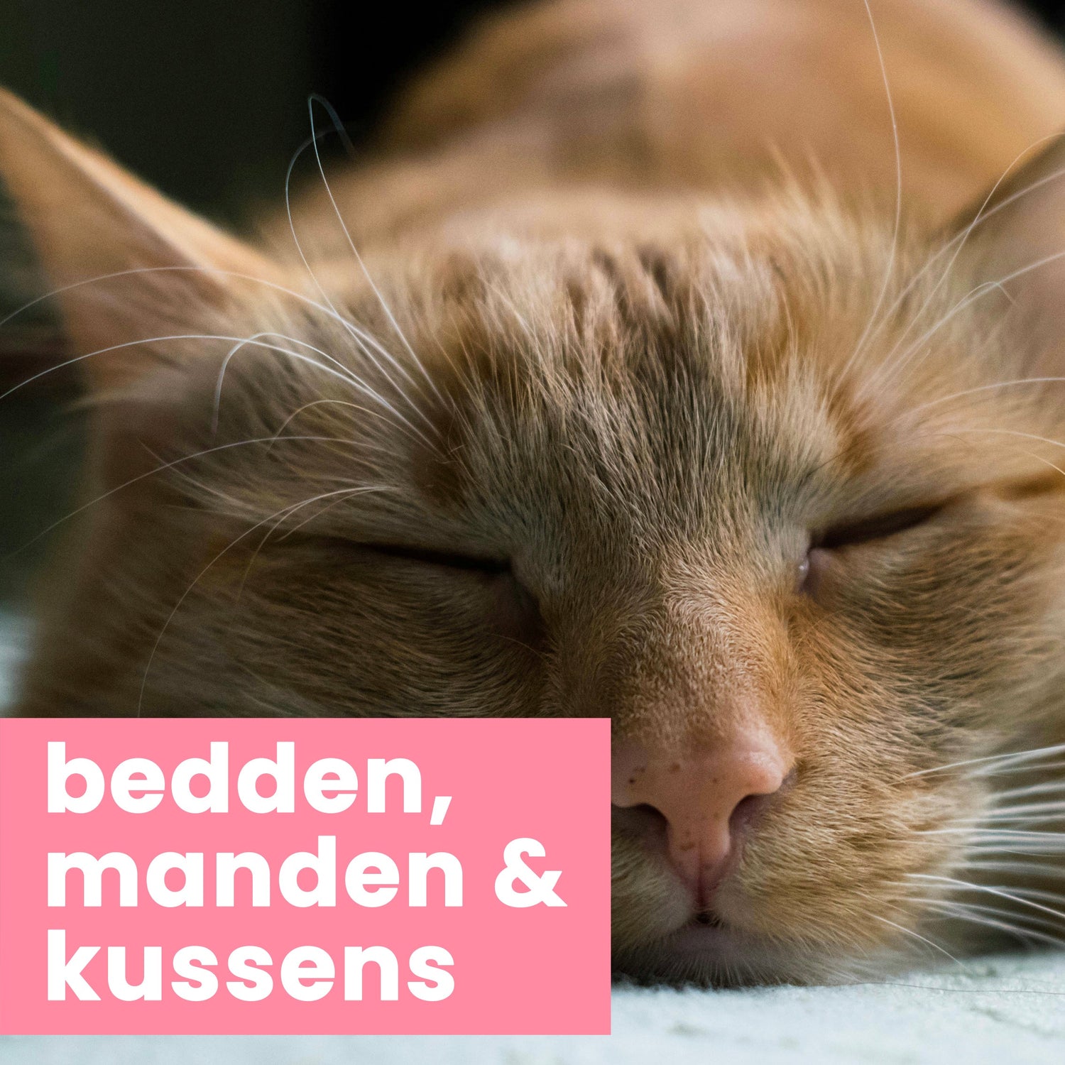 bedden, manden en kussens