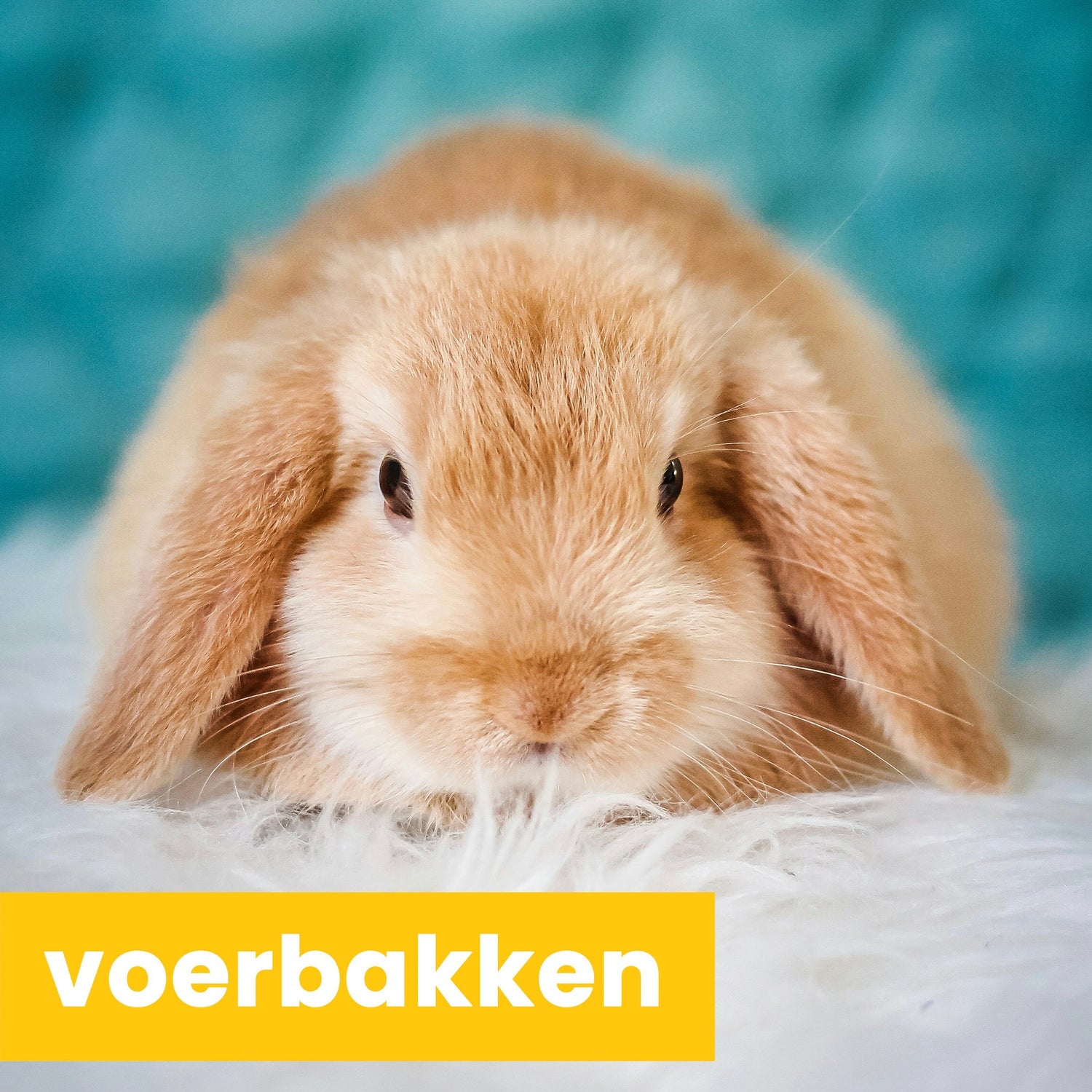 voerbakken
