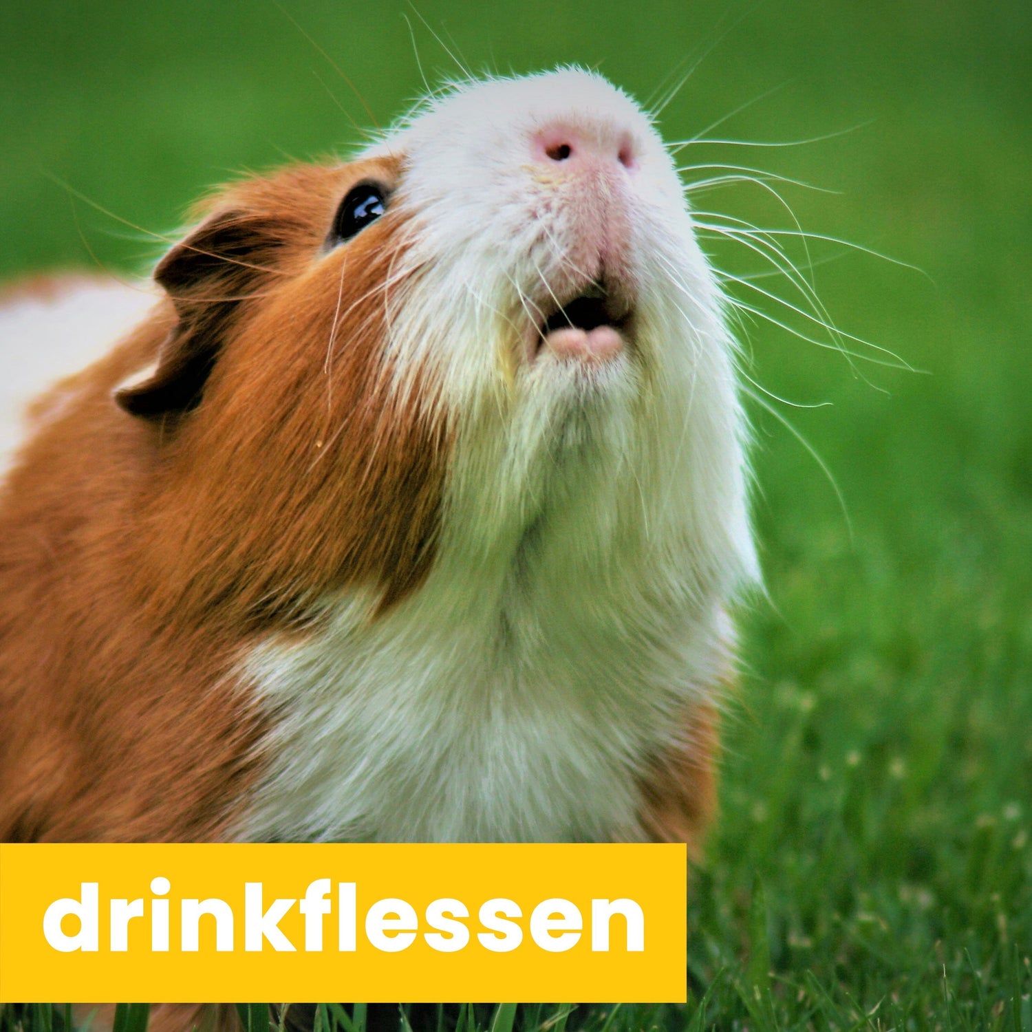 drinkflessen