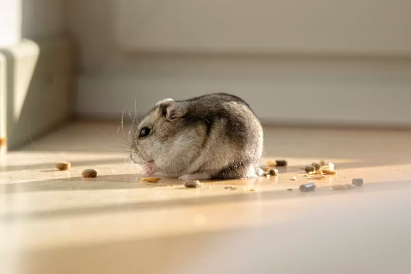 Snacks