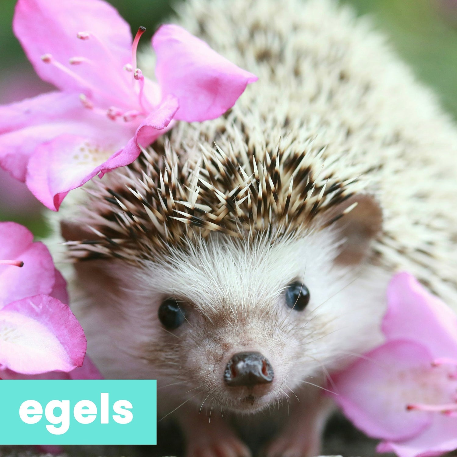 egels