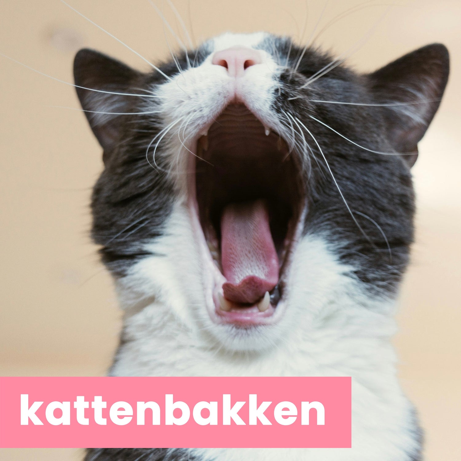 kattenbakken