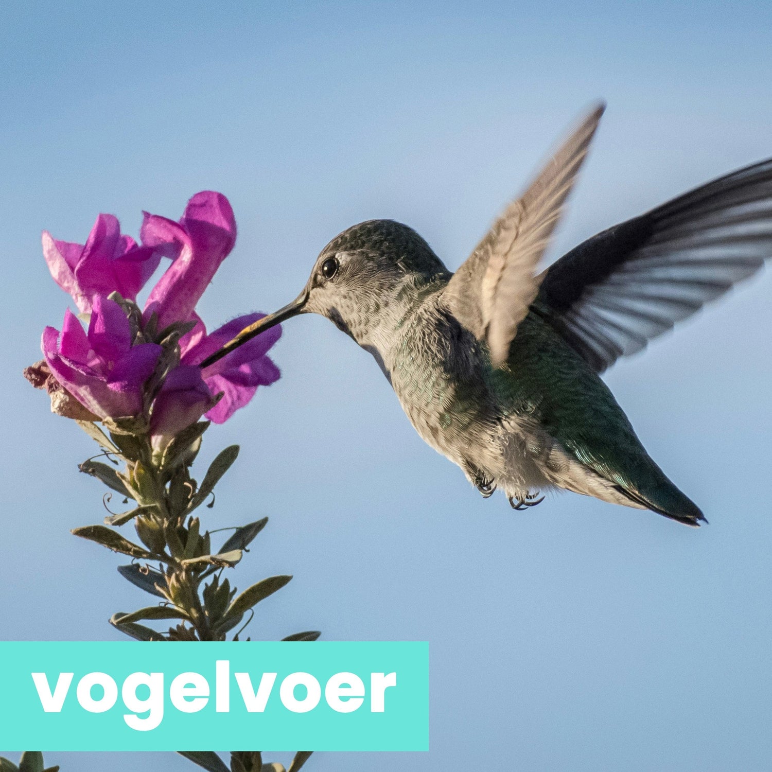 vogelvoer