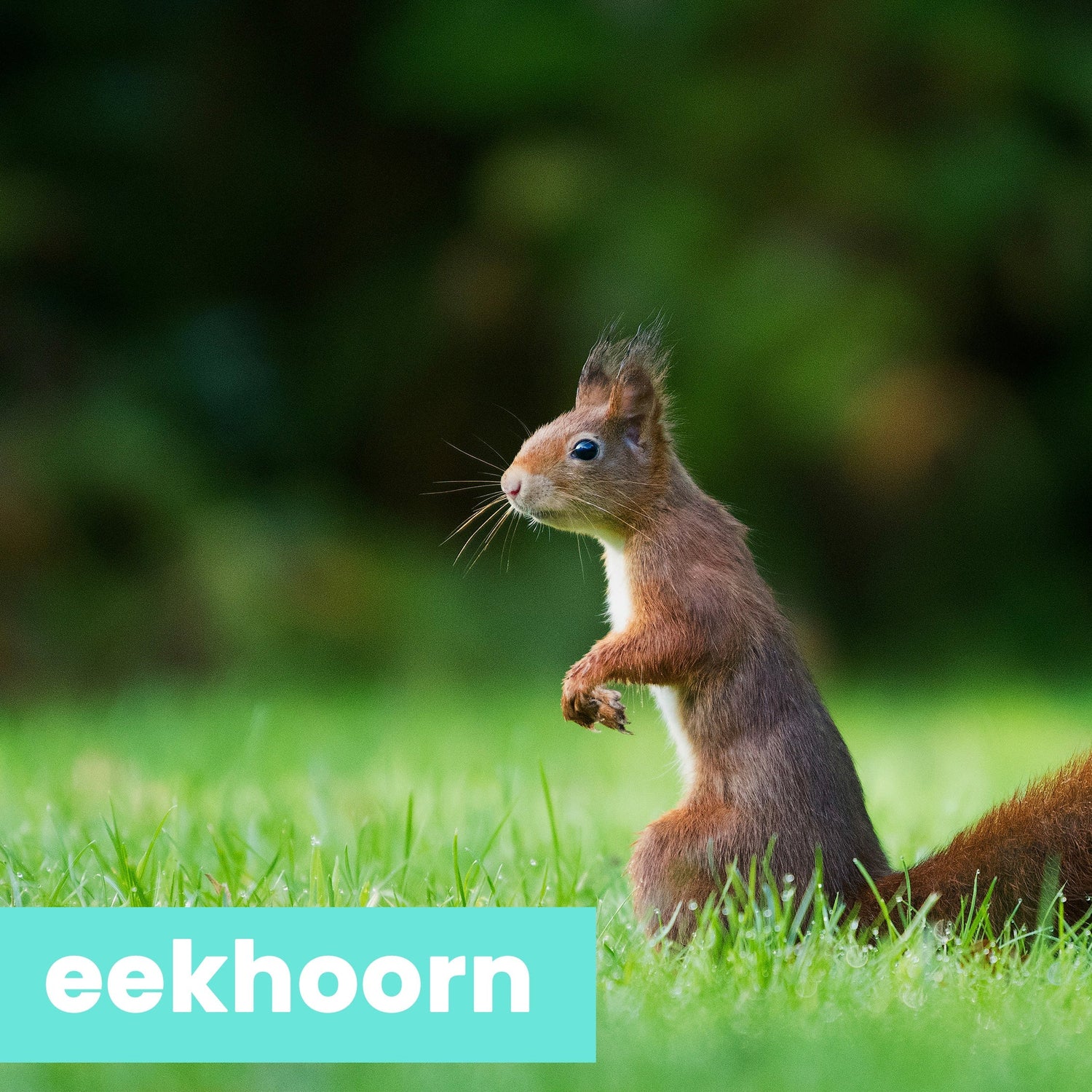 eekhoorn